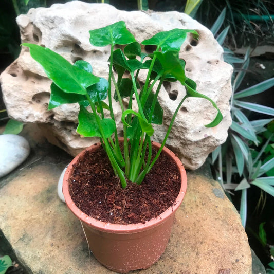  Philodendron Selloum Green Plant