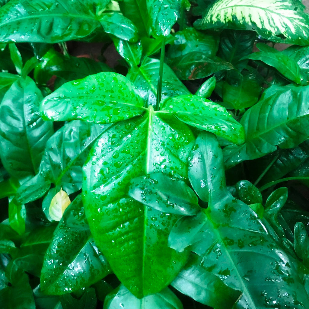  Philodendron Tripartitum Plant