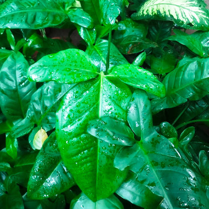  Philodendron Tripartitum Plant