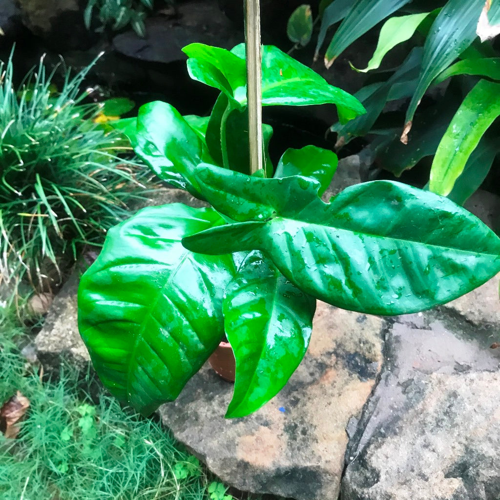  Philodendron Tripartitum Plant