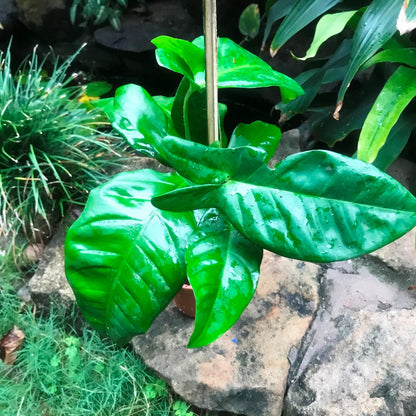  Philodendron Tripartitum Plant