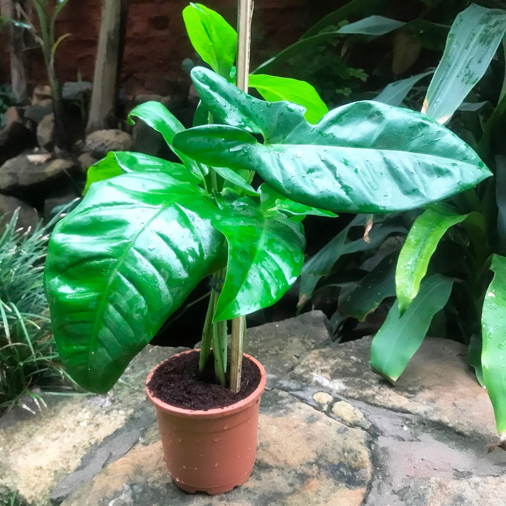  Philodendron Tripartitum Plant