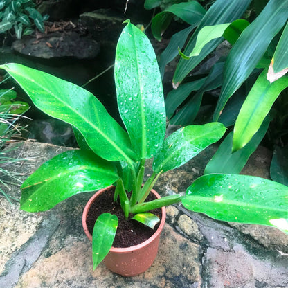  Philodendron Wendlandii Plant