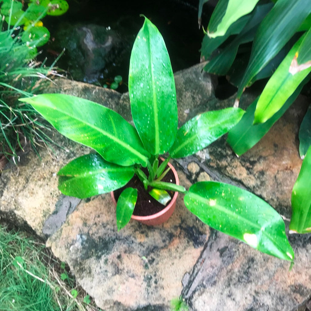  Philodendron Wendlandii Plant