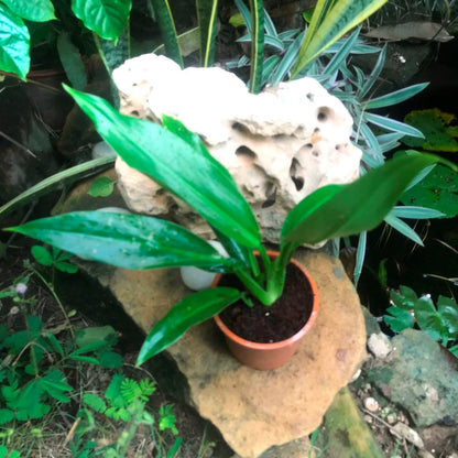  Philodendron Wendlandii Plant