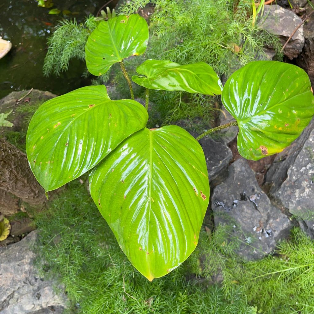  Philodendron Fuzzy Petiole Plant