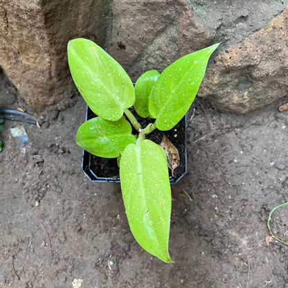  Philodendron 'Golden Melinonii' Plant