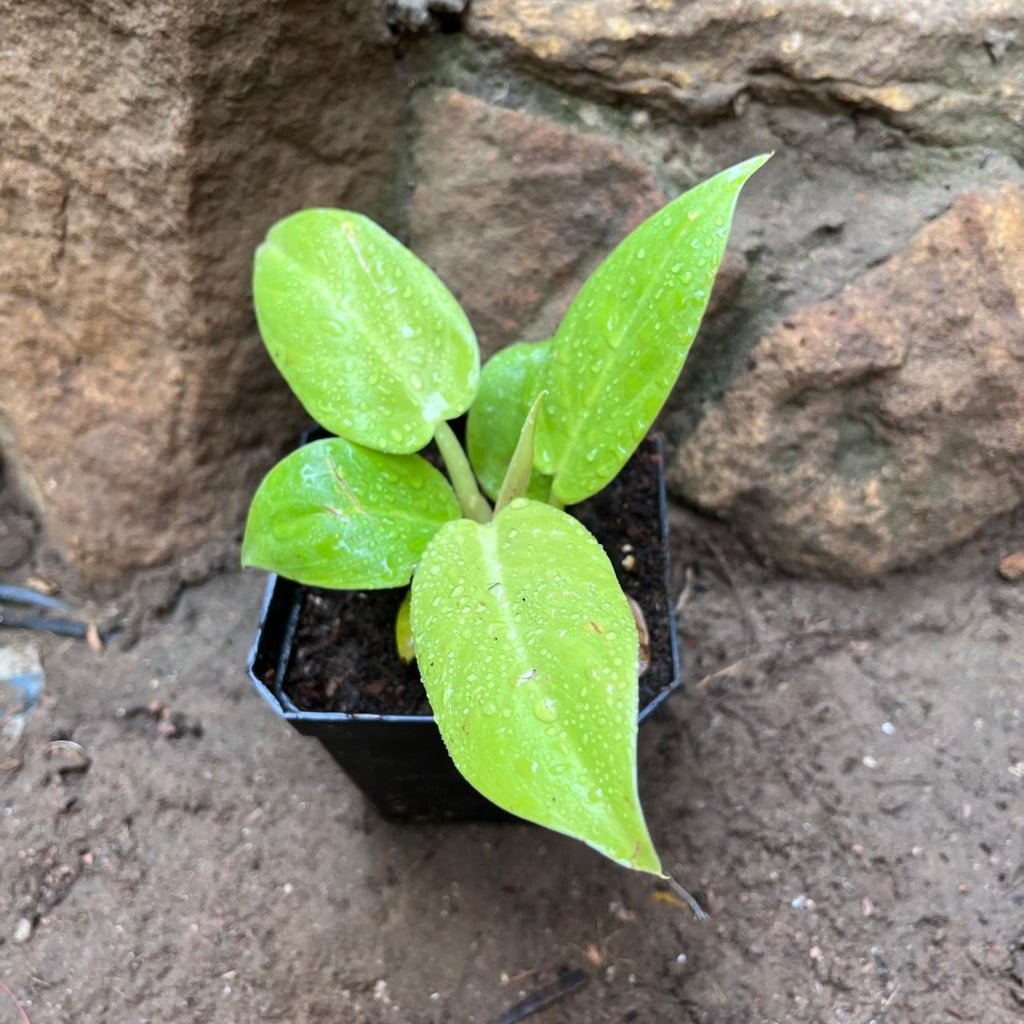  Philodendron 'Golden Melinonii' Plant