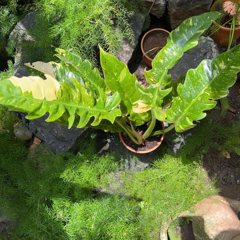  Philodendron Ring Of Fire Variegated Plant