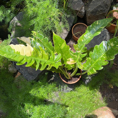  Philodendron Ring Of Fire Variegated Plant
