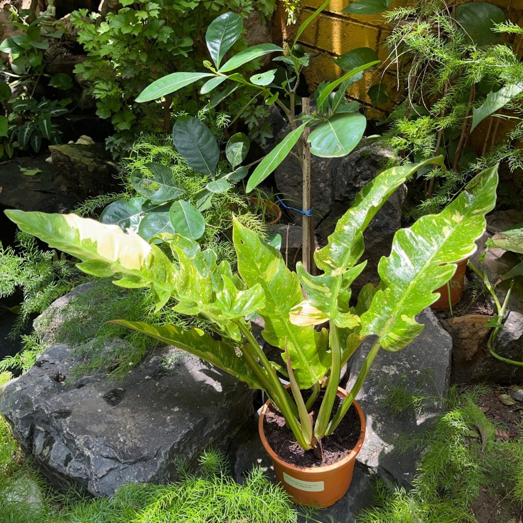  Philodendron Ring Of Fire Variegated Plant