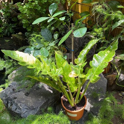  Philodendron Ring Of Fire Variegated Plant