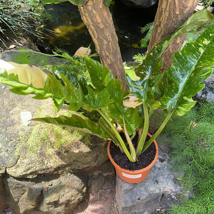  Philodendron Ring Of Fire Variegated Plant