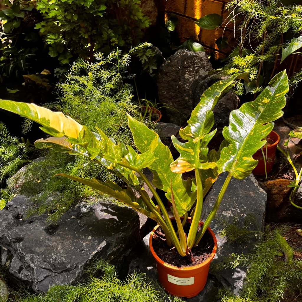  Philodendron Ring Of Fire Variegated Plant