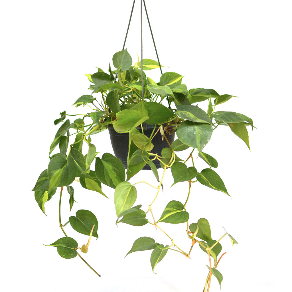  Philodendron Scandens Variegata Plant