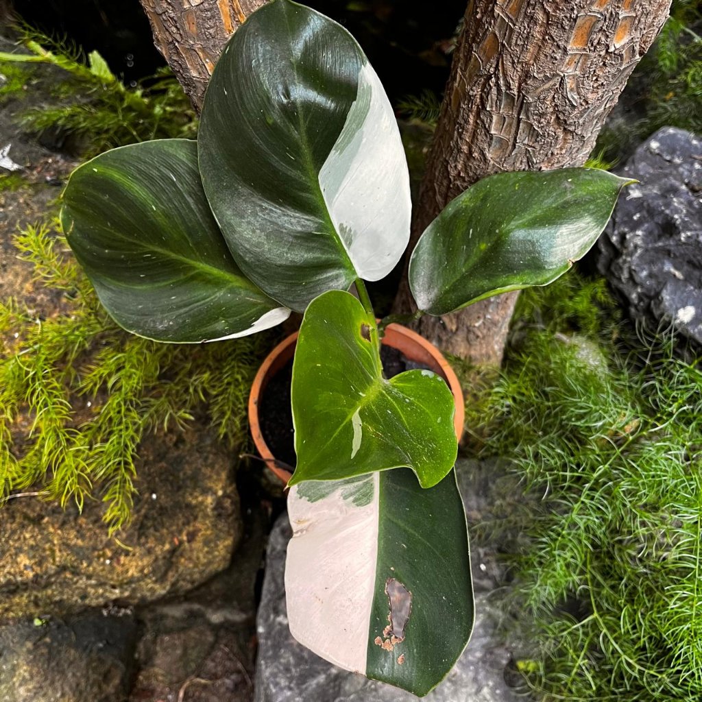  Philodendron White Princess Plant
