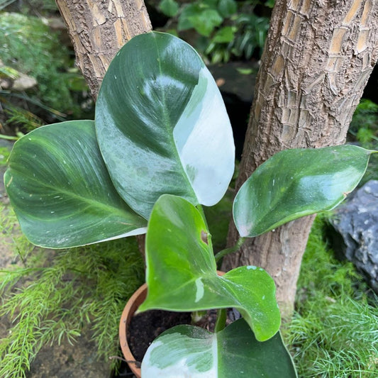  Philodendron White Princess Plant