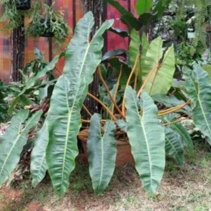  Philodendron Billietiae Plant