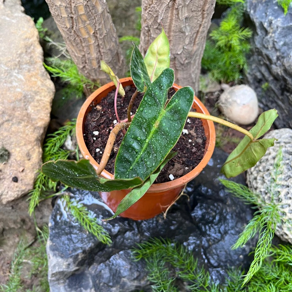  Philodendron Billietiae Plant