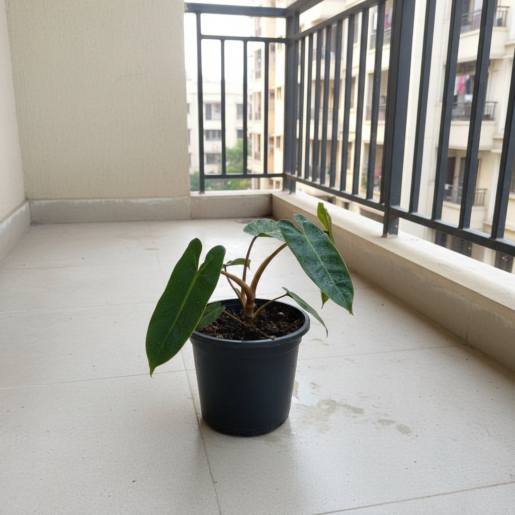  Philodendron Billietiae Plant