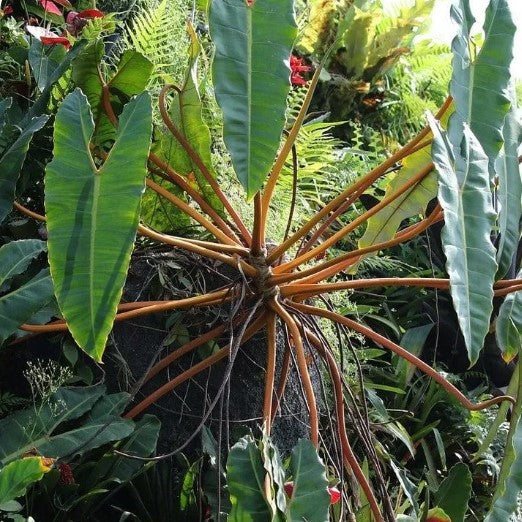  Philodendron Billietiae Plant