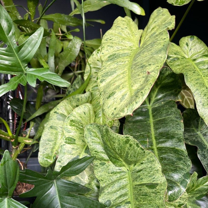  Philodendron Paraiso Verde Plant