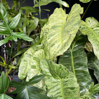  Philodendron Paraiso Verde Plant