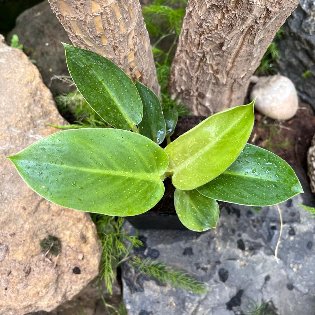  Philodendron Ruaysap Plant