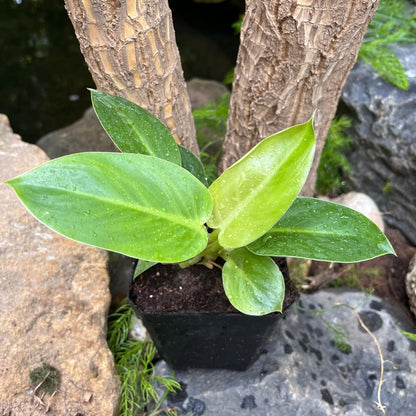  Philodendron Ruaysap Plant