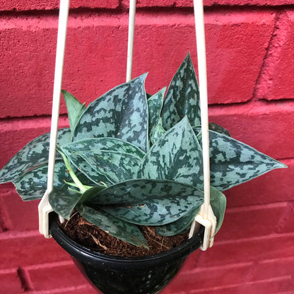  Scindapsus Pictus Silver Splash Plant
