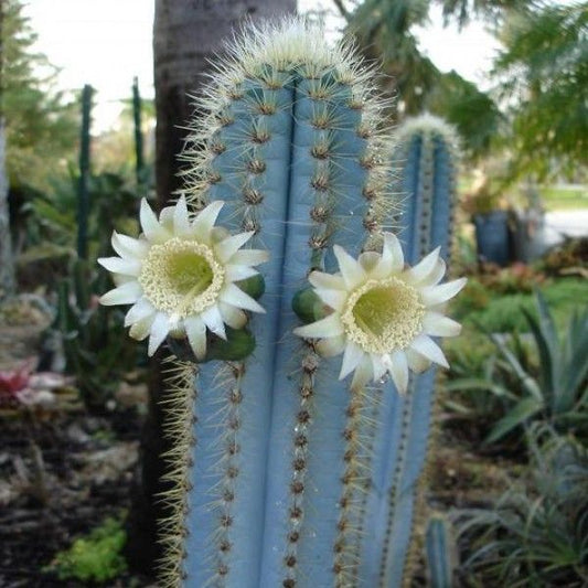  Pilosocereus Pachycladus Blue Columner Cactus Plant