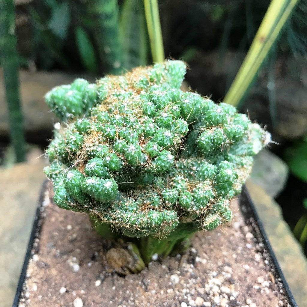  Cereus Repandus F. Monstrose Cristate Petra Cactus Plant