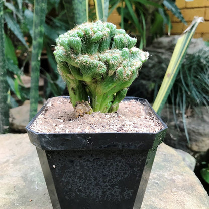 Cereus Repandus F. Monstrose Cristate Petra Cactus Plant