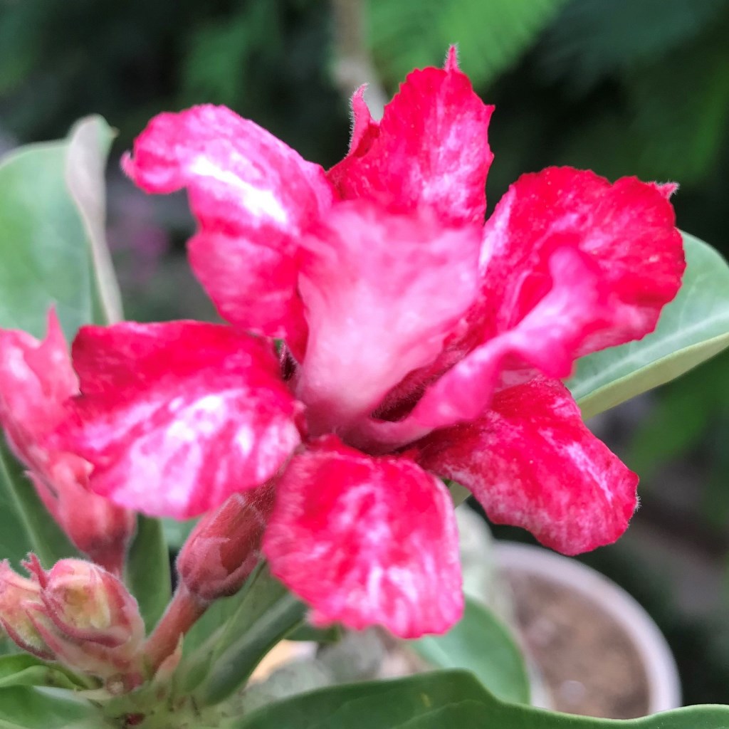 Pink Slush Adenium Plant