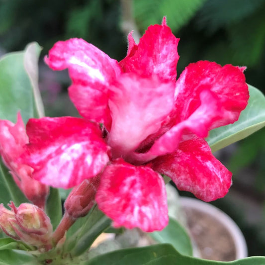  Pink Slush Adenium Plant