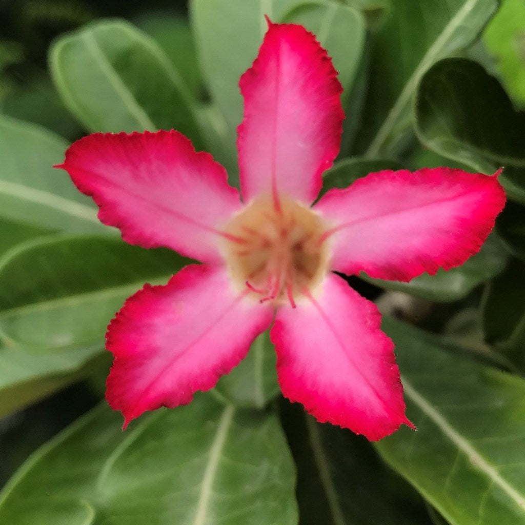  Pink Star Adenium Plant