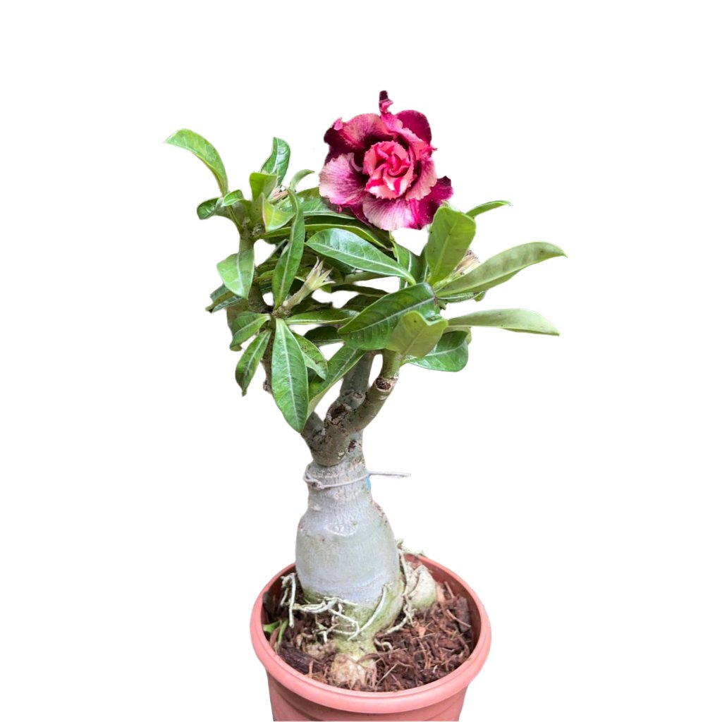  Pink Blush Adenium Plant