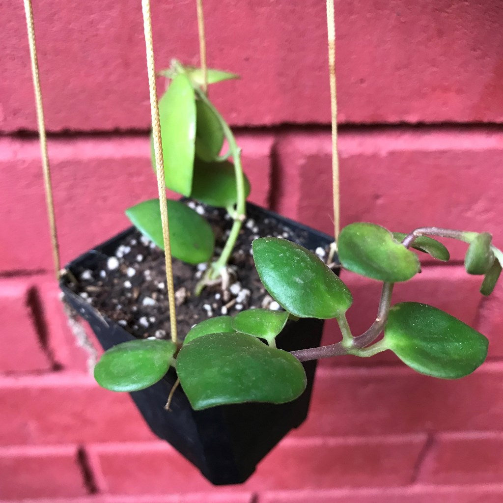  Aeschynanthus Thai Pink Plant