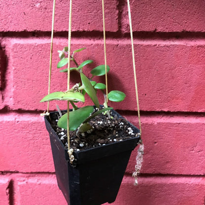  Aeschynanthus Thai Pink Plant