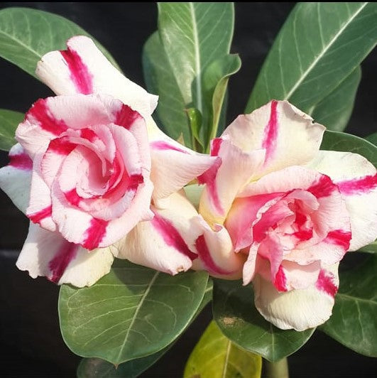  Pinstripe Candy Adenium Plant