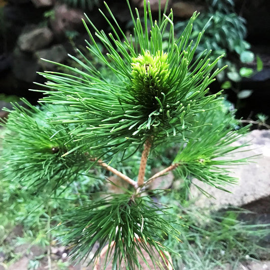  Japanese Black Pine Plant