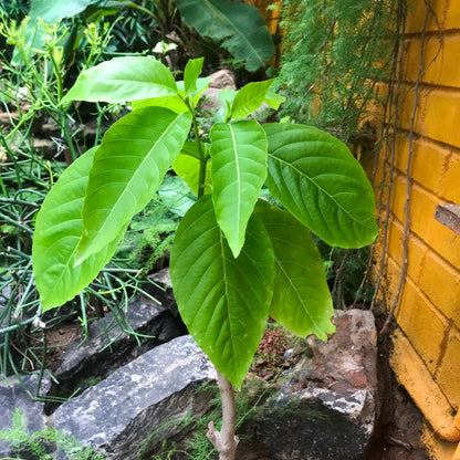  Pisonia Grandis - Keeramaran