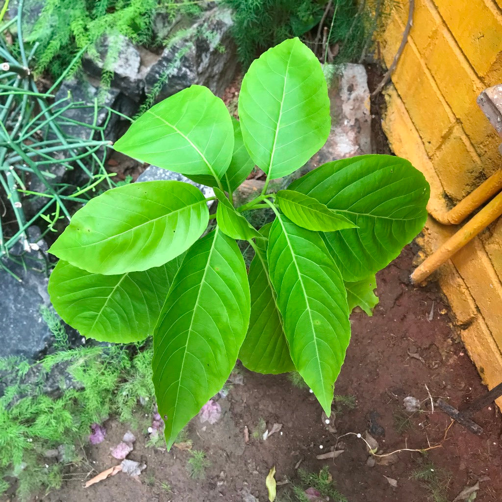  Pisonia Grandis - Keeramaran
