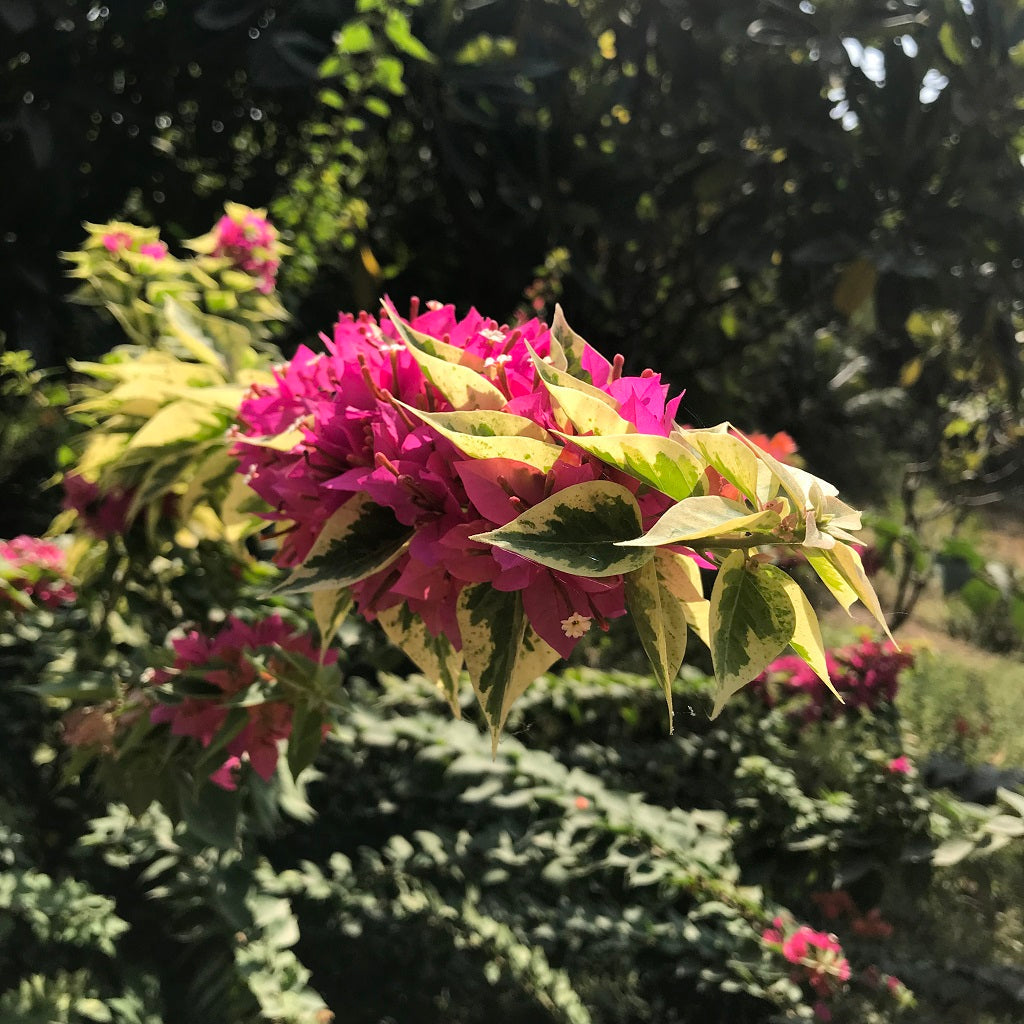  Bougainvillea Pixie Queen Plant