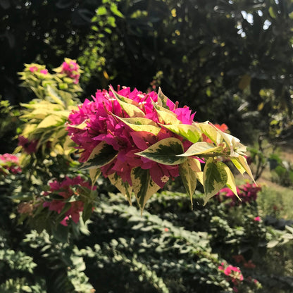  Bougainvillea Pixie Queen Plant