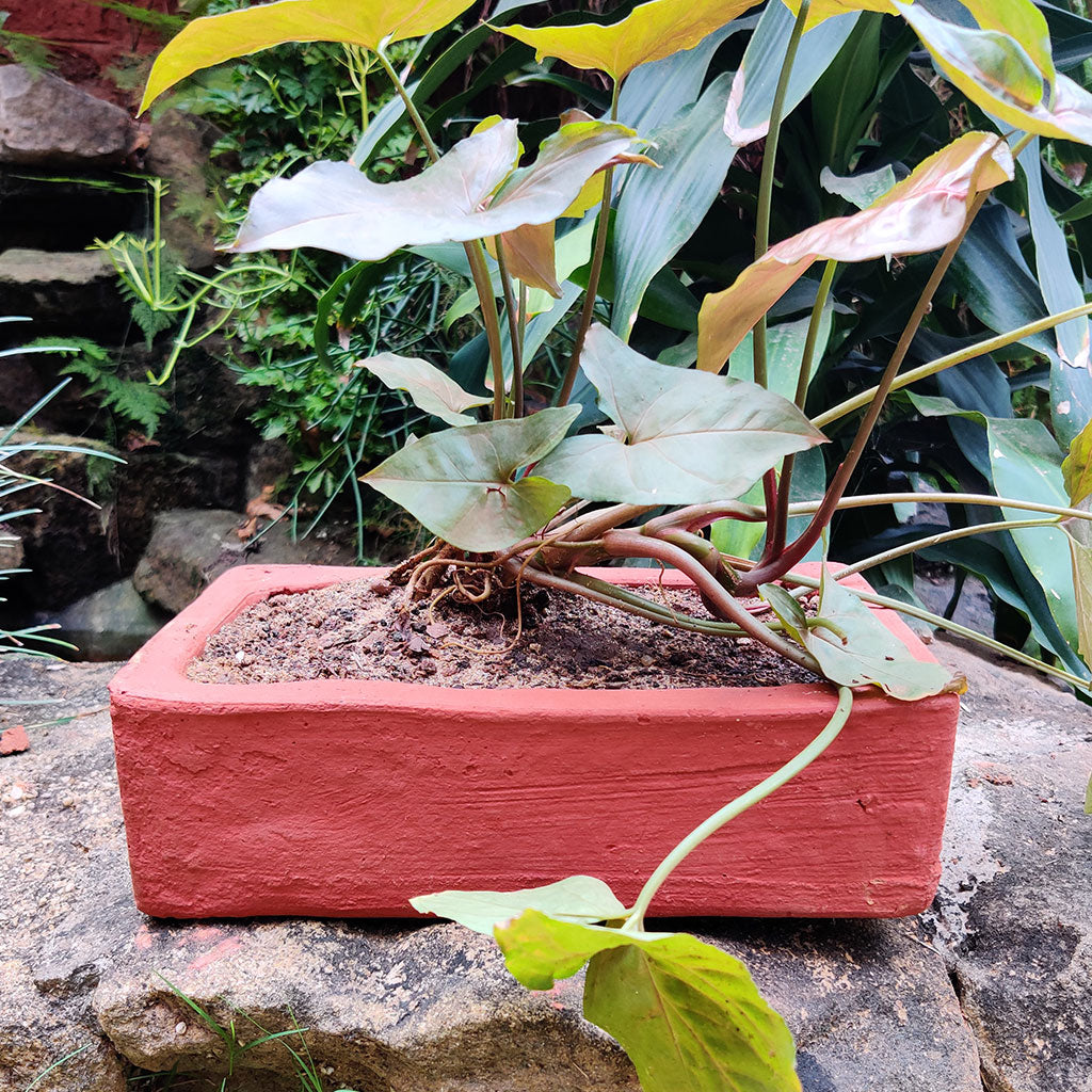  Set Of 3 Plain Rectangle Terracotta Pot