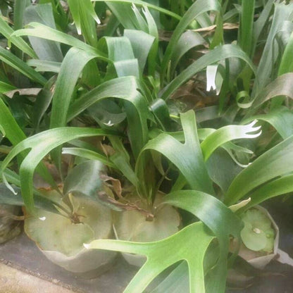  Platycerium Superbum Staghorn Fern Fern Plant
