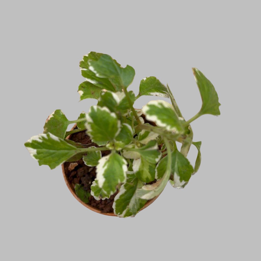  Plectranthus Coleoides 'Variegata' Plant