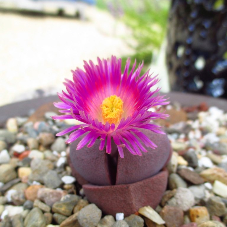  Pleiospilos Nelii Royal Flush Split Rock Succulent Plant