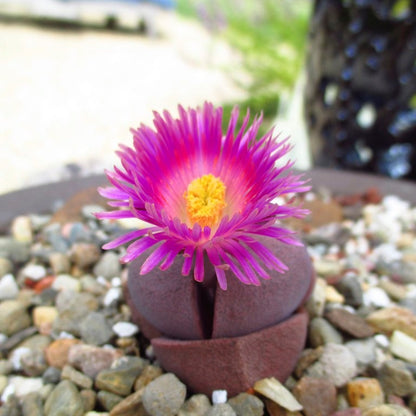  Pleiospilos Nelii Royal Flush Split Rock Succulent Plant